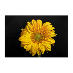 Sunflower 36x24 (90x60cm) waacna acrylic print