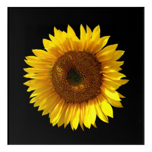 Sunflower Acrylic Wall Art