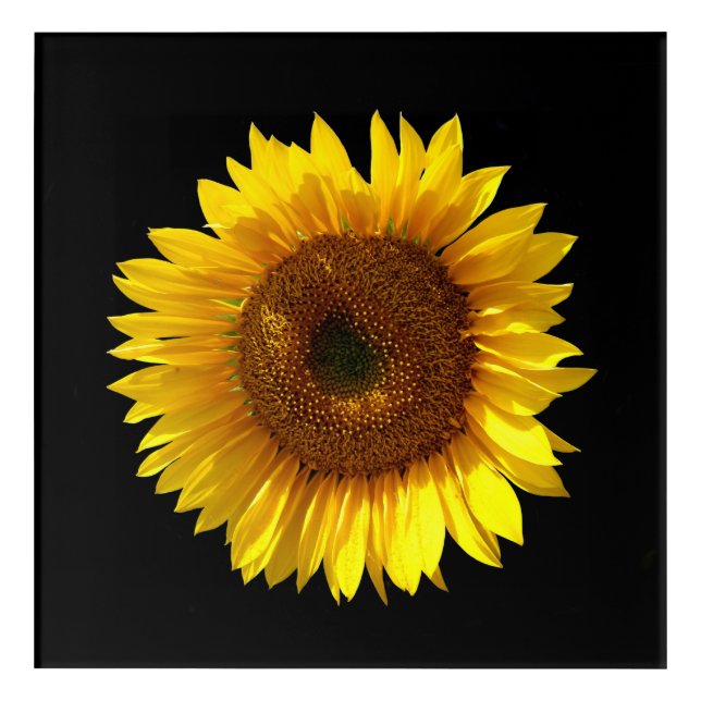 Sunflower Acrylic Wall Art (Front)