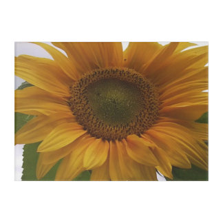 Sunflower Acrylic Wall Photo Acrylic Wall Art