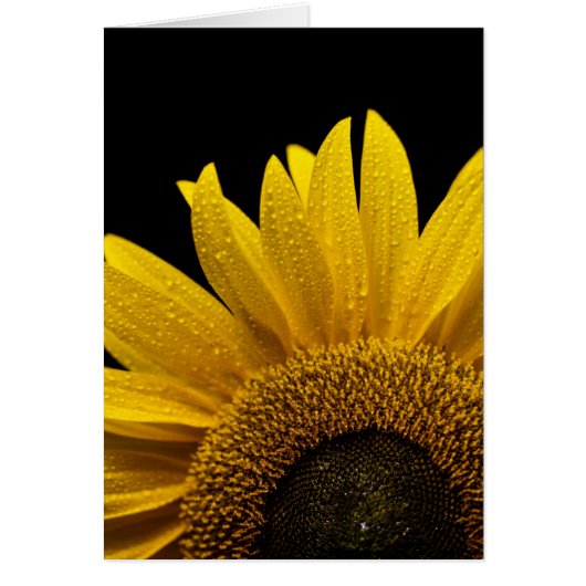 Sunflower after the rain cards (Front)