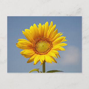Sunflower Against Blue Sky Postcard