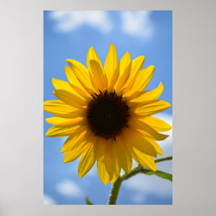 Sunflower and Blue Sky poster