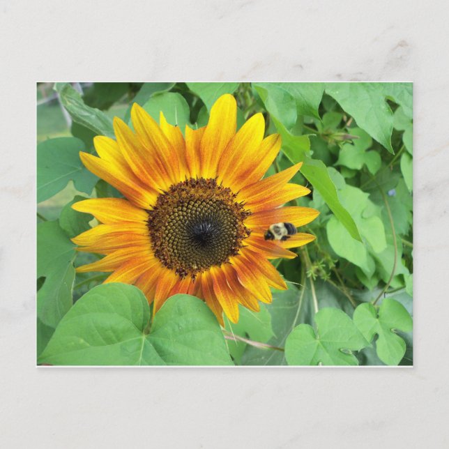 Sunflower and Bumble Bee Postcard (Front)