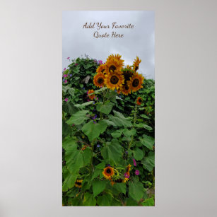Sunflower and Morning Glory Photography Add Quote Poster