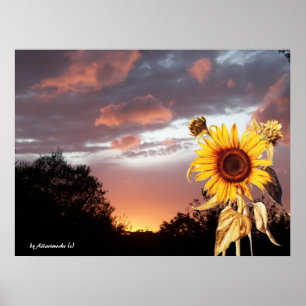 SUNFLOWER AND PINK SUMMER SUNSET POSTER
