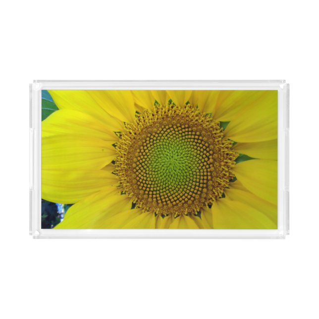 Sunflower and Seeds, Spiral, Golden Ratio  Acrylic Tray (Front)