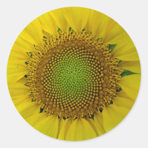 Sunflower and Seeds Spiral Golden Ratio  Classic Round Sticker