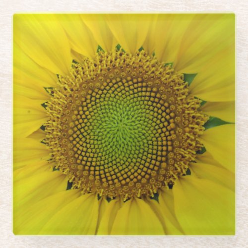 Sunflower and Seeds Spiral Golden Ratio  Glass Coaster