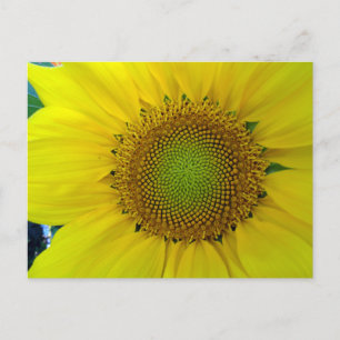 Sunflower and Seeds, Spiral, Golden Ratio  Holiday Postcard