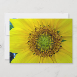 Sunflower and Seeds, Spiral, Golden Ratio  Invitation