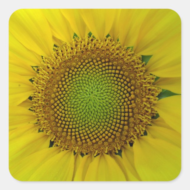 Sunflower and Seeds, Spiral, Golden Ratio  Square Sticker (Front)