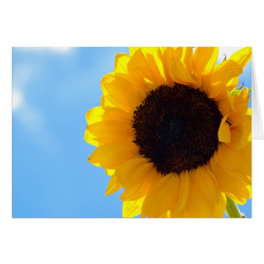 Sunflower and Sky Cards (Front Horizontal)