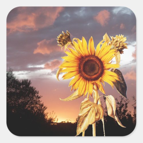 SUNFLOWER AND SUMMER SUNSET SQUARE STICKER