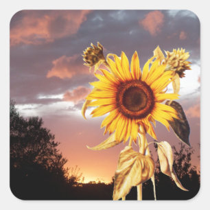 SUNFLOWER AND SUMMER SUNSET SQUARE STICKER
