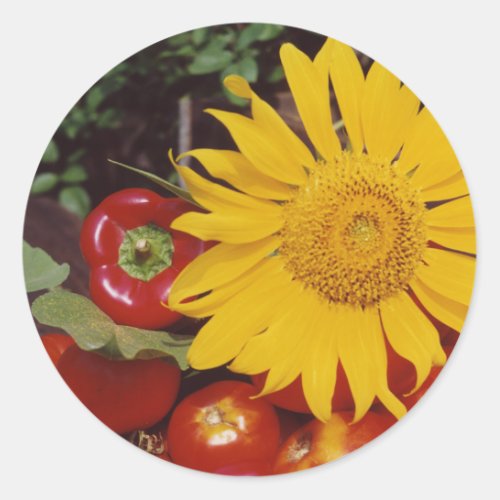 Sunflower and Vegetables _ Tomatoes Red Peppers Classic Round Sticker