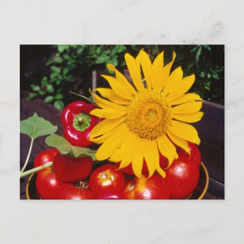 Sunflower and Vegetables _ Tomatoes Red Peppers Postcard