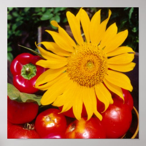 Sunflower and Vegetables _ Tomatoes Red Peppers Poster