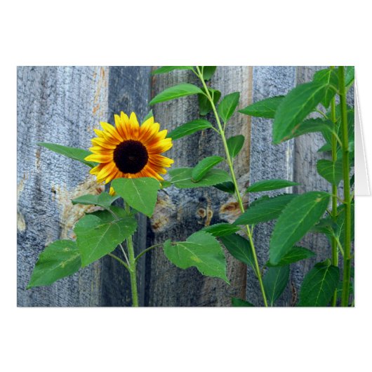 Sunflower and Wooden Wall Cards (Front Horizontal)