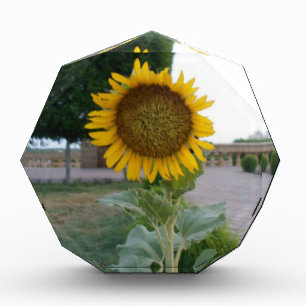 Sunflower Art Print Acrylic Award