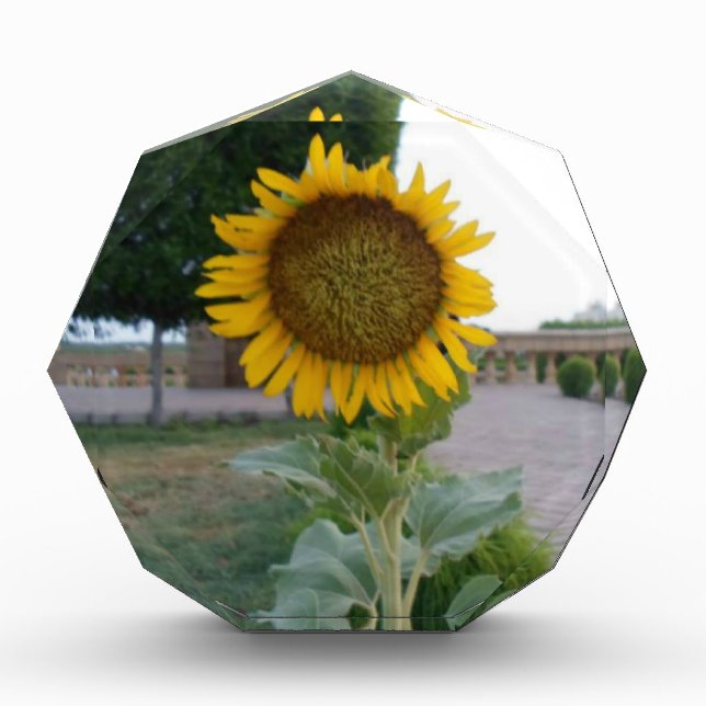 Sunflower Art Print Acrylic Award (Front)