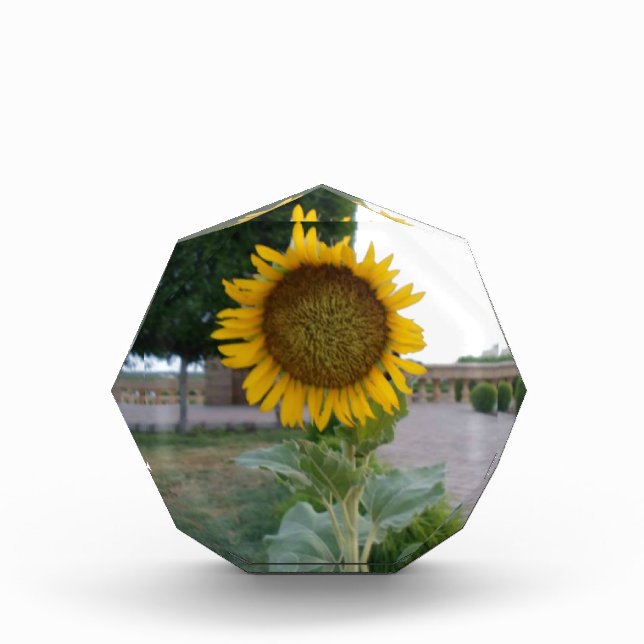 Sunflower Art Print Acrylic Award (Front)