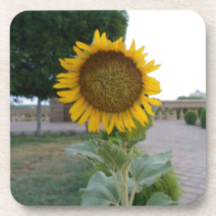 Sunflower Art Print Coaster