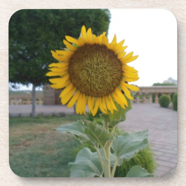 Sunflower Art Print Coaster (Front)