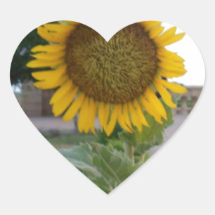 Sunflower Art Print Heart Sticker