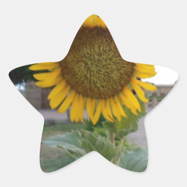Sunflower Art Print Star Sticker (Front)