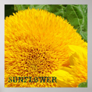 Sunflower Art Prints Decorative Floral Flowers