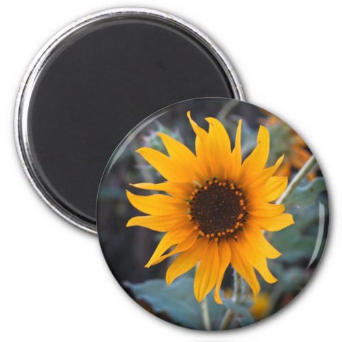 Sunflower at Dusk Magnet