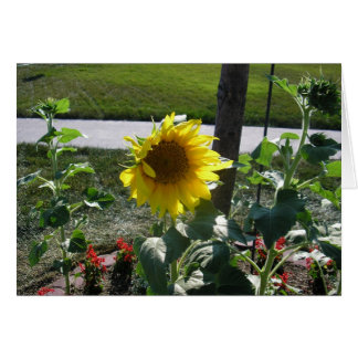 Sunflower at end of summer cards