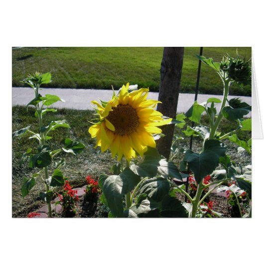 Sunflower at end of summer cards (Front Horizontal)