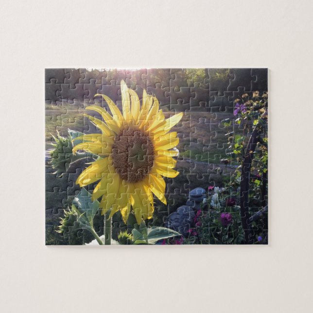 Sunflower at Sunset --- Jigsaw Puzzle (Horizontal)