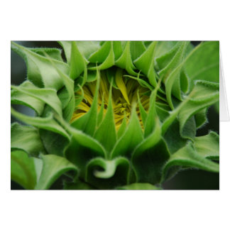 Sunflower Awakens Card