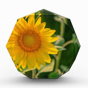 Sunflower Award