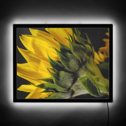 Sunflower Back LED Sign