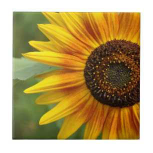 Sunflower beauty ceramic tile