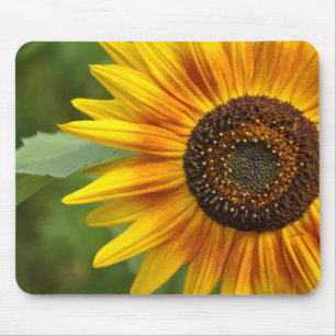 Sunflower beauty mouse pad