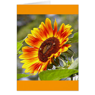 Sunflower & Bees Cards