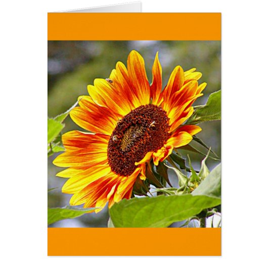 Sunflower & Bees Cards (Front)