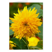 Sunflower Before Bloom (Front)