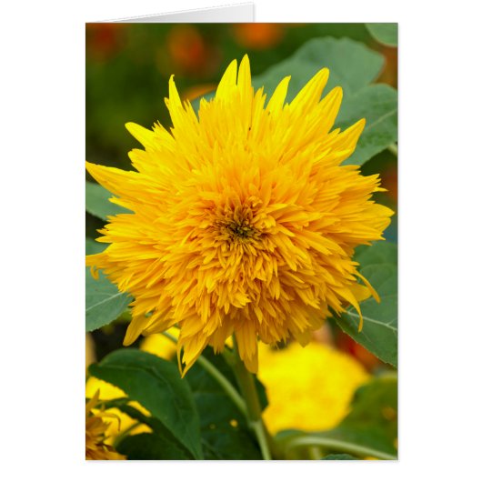 Sunflower Before Bloom (Front)