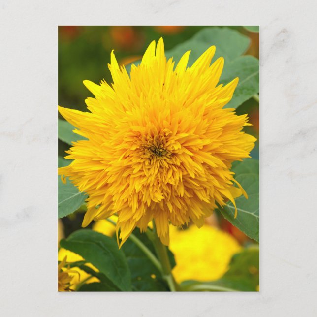 Sunflower Before Bloom Postcard (Front)