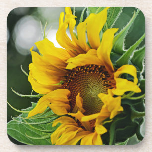 Sunflower  beverage coaster