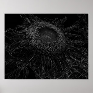 Sunflower Black And White Floral Fine Art Poster