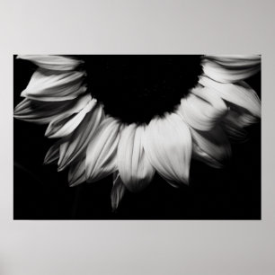 Sunflower Black and White Poster