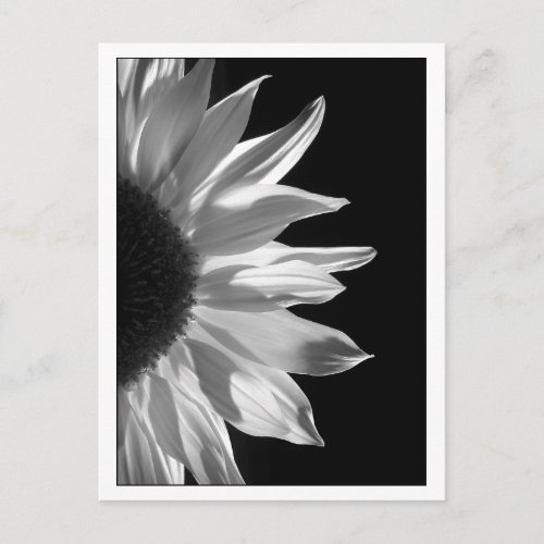 Sunflower Black  White Postcard