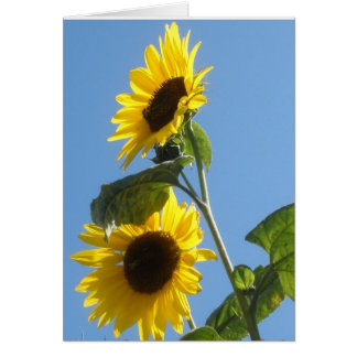 Sunflower Blank Card